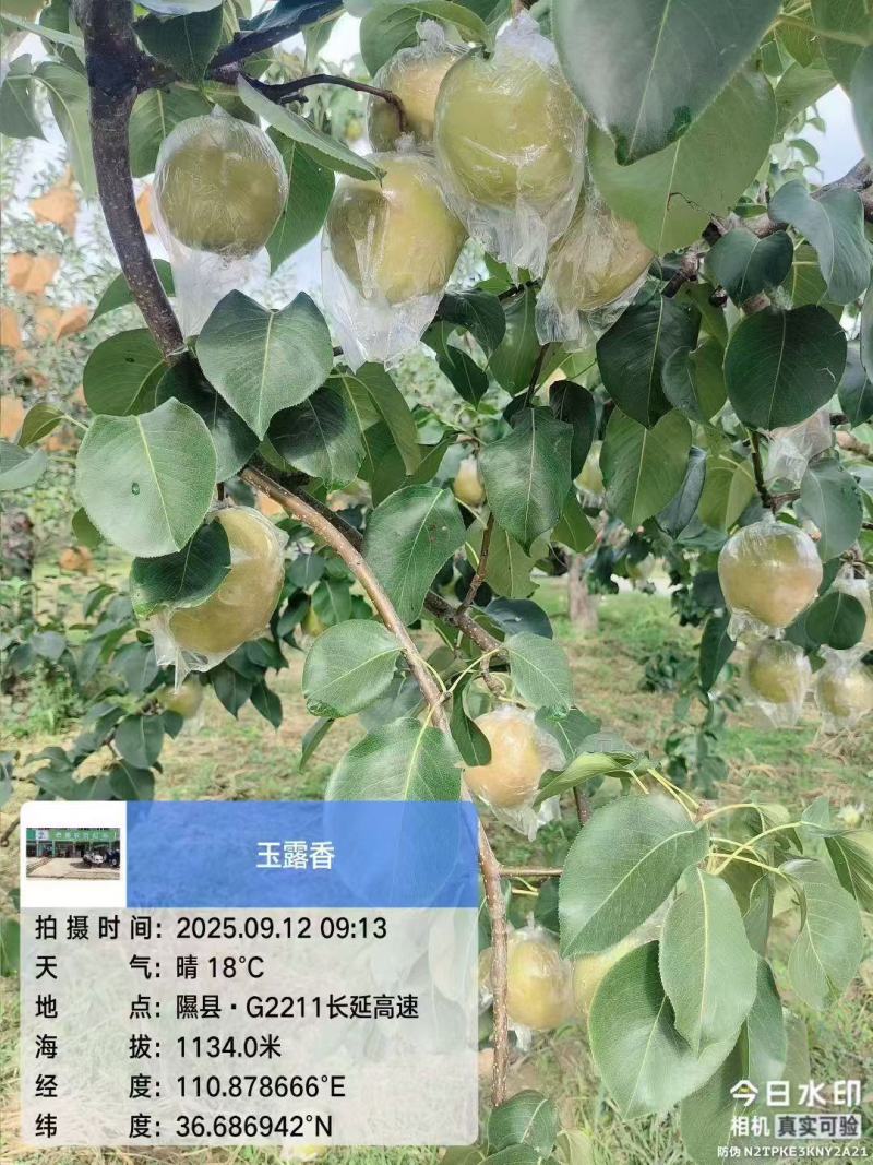隰县玉露香梨