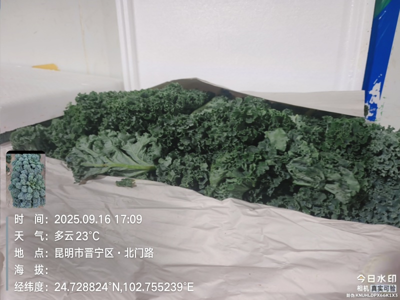 羽衣甘蓝