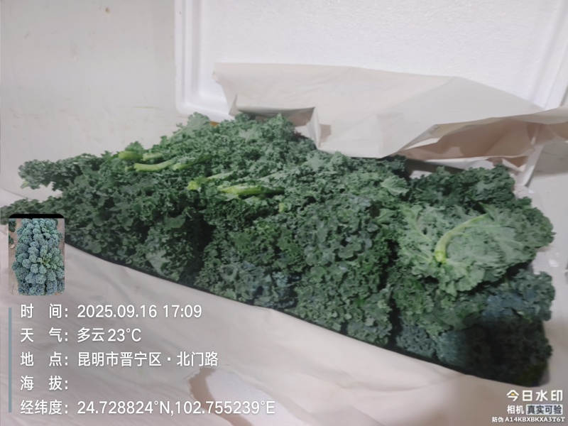 羽衣甘蓝