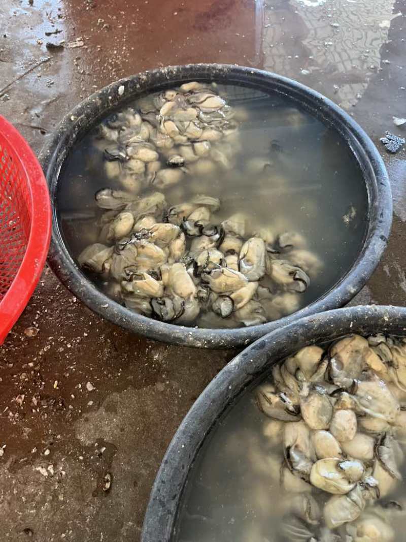 福建霞浦海蛎