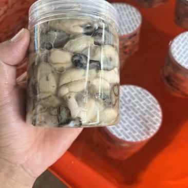 福建霞浦海蛎