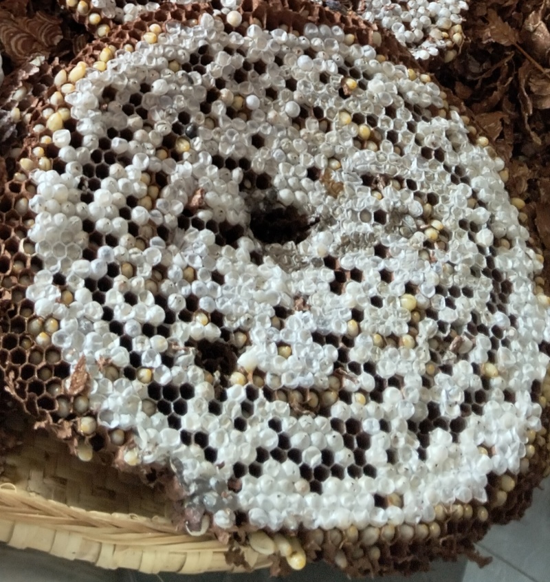 野生马蜂，胡蜂，金环，蜂蛹带巢。