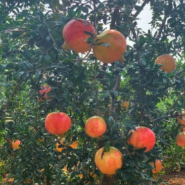 突尼斯软籽石榴