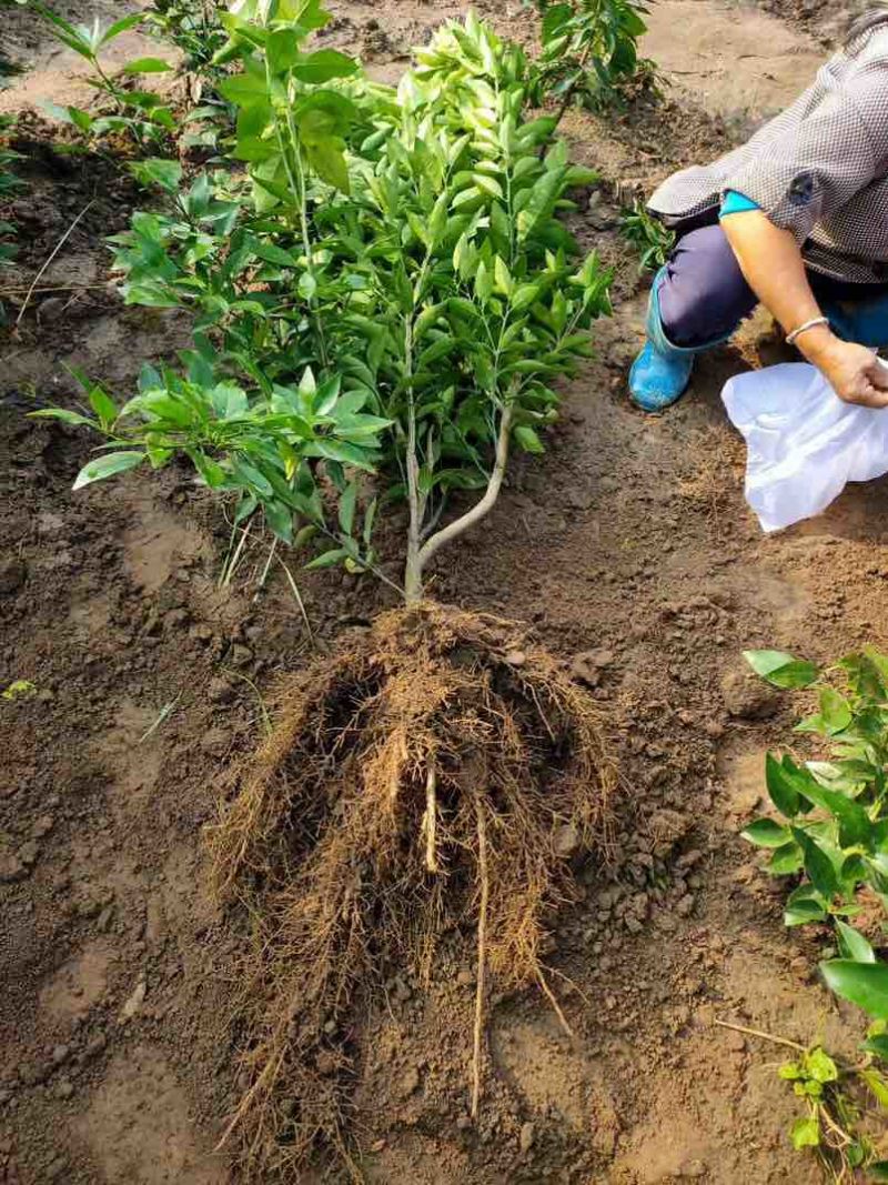 爱缓三八树苖、耙耙柑树苖、沃柑树苗、柠檬柑树苗、甘平树苗