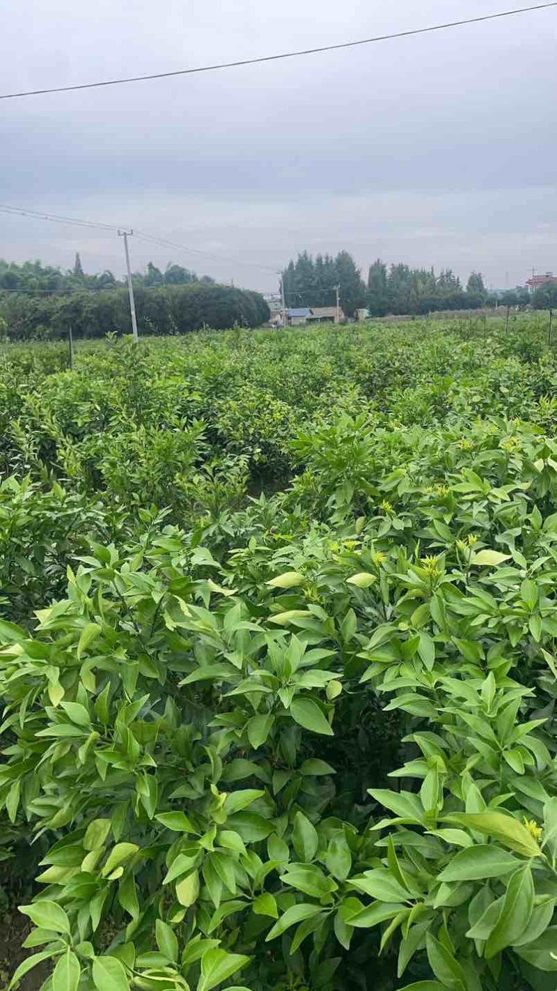 爱缓三八树苖、耙耙柑树苖、沃柑树苗、柠檬柑树苗、甘平树苗