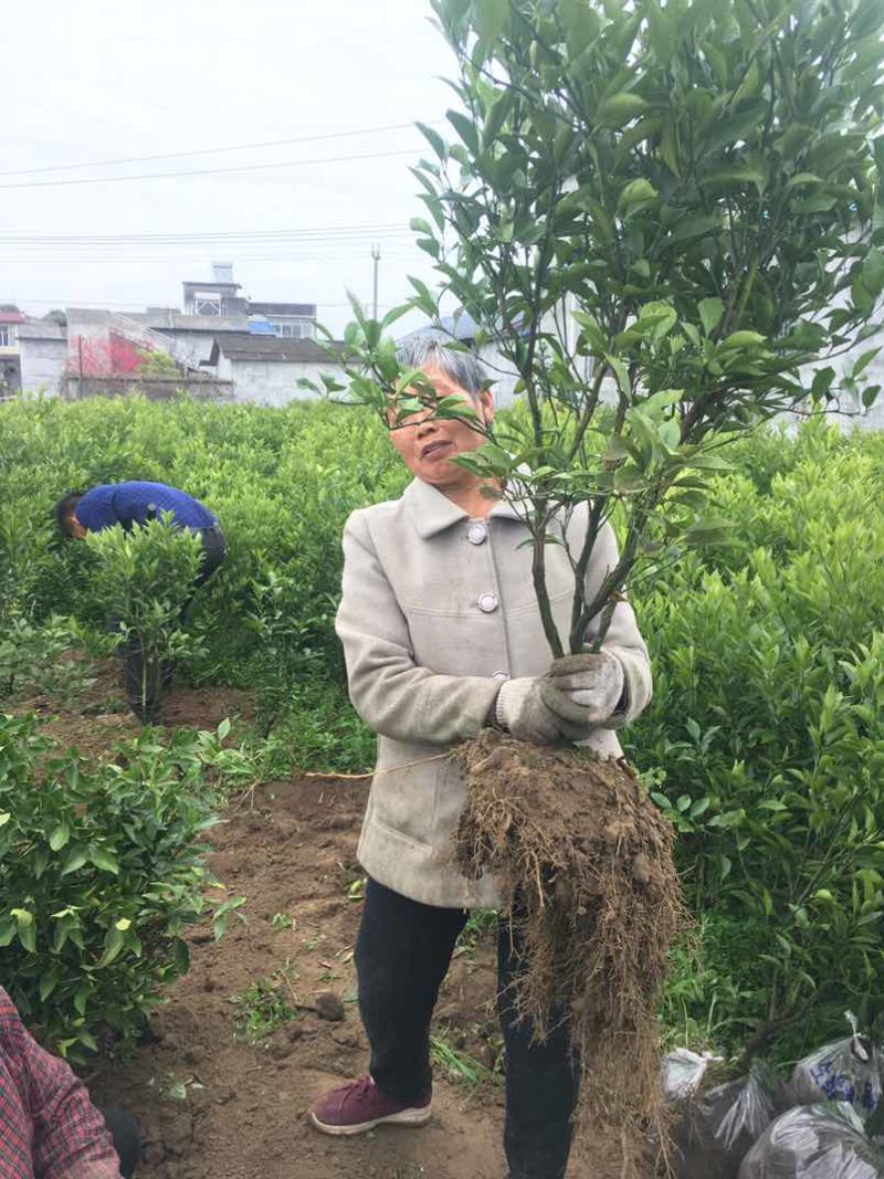 爱缓三八树苖、耙耙柑树苖、沃柑树苗、柠檬柑树苗、甘平树苗
