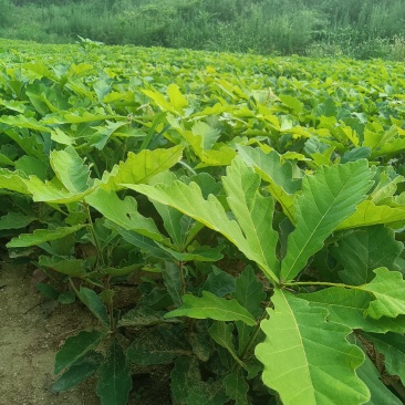 槲树苗槲栎头苗