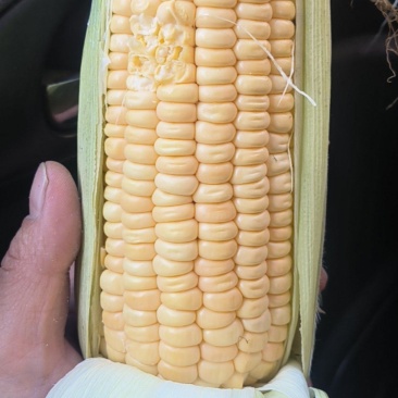 糯玉米