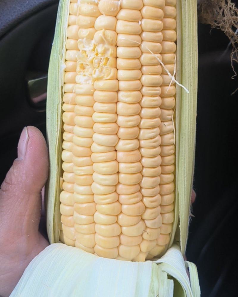 糯玉米