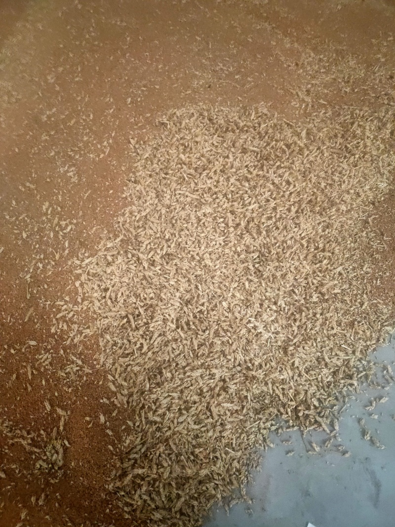 优质小麦，