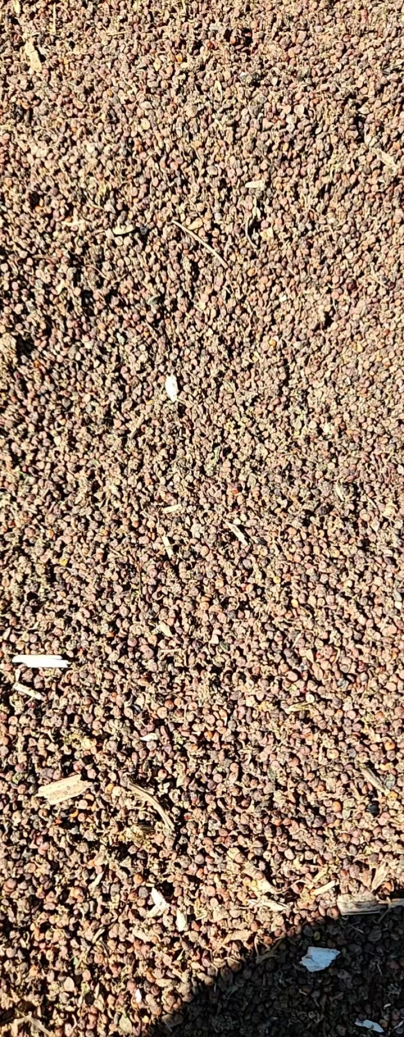 红藜麦，内蒙，8万斤，价格可谈