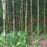 四川宜宾抹合笋，刺竹笋