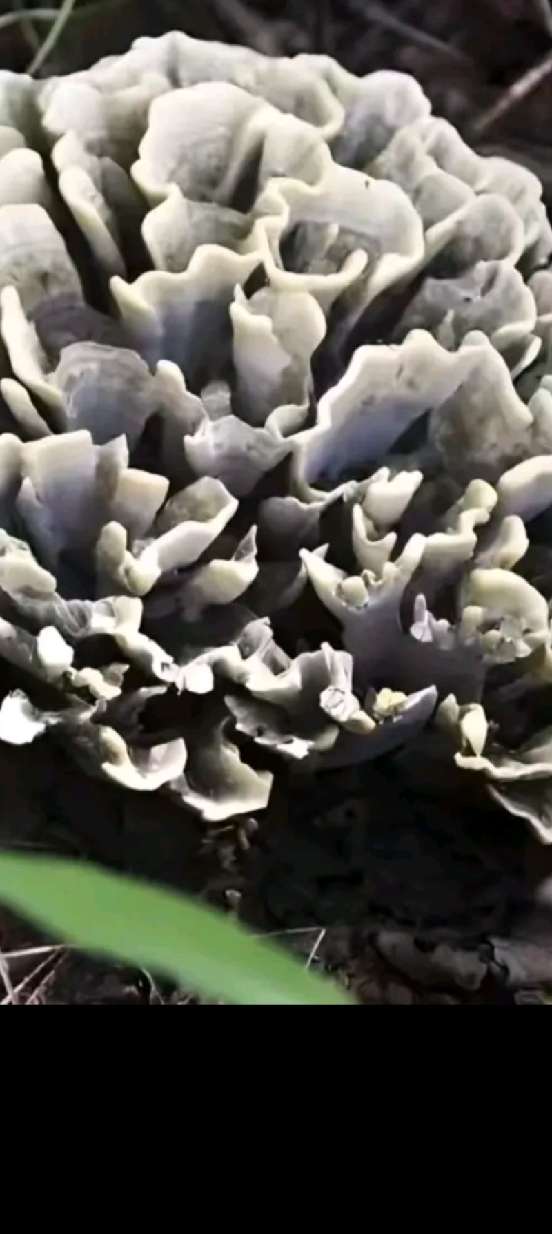 干巴菌