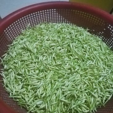 素馨花