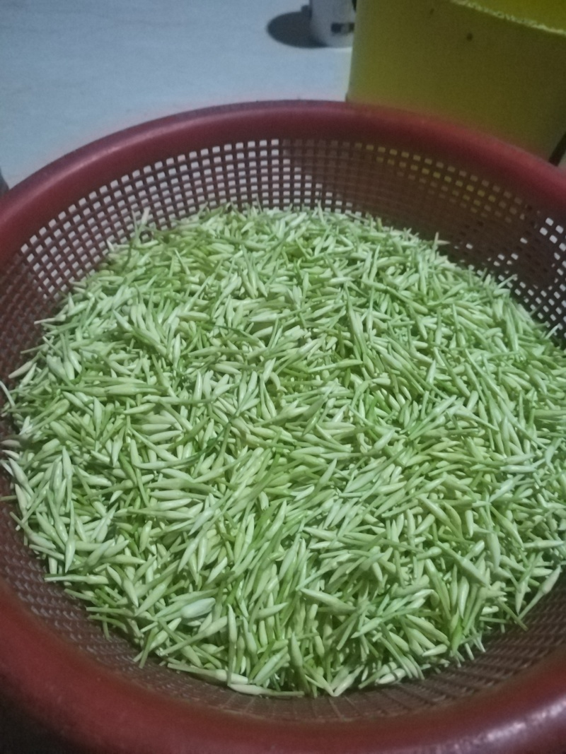 素馨花