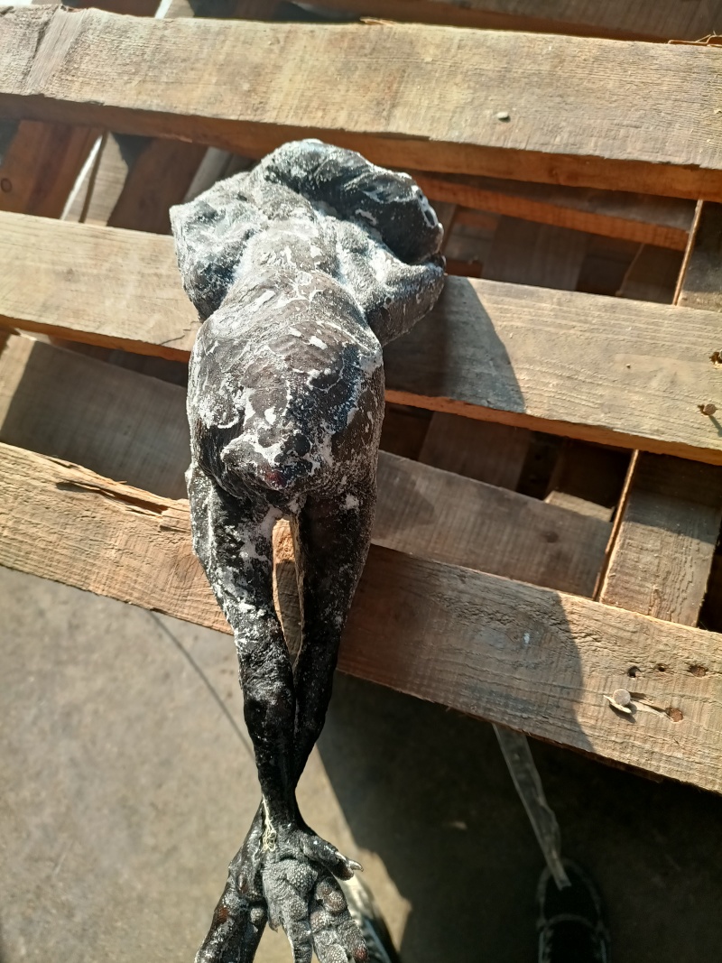 温氏乌鸡8只(9.5kg)