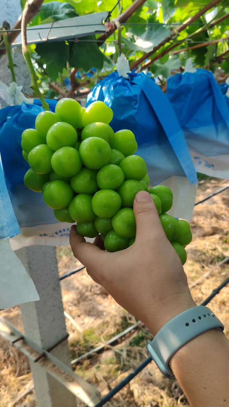 飓风阳光玫瑰蓝宝石红宝石