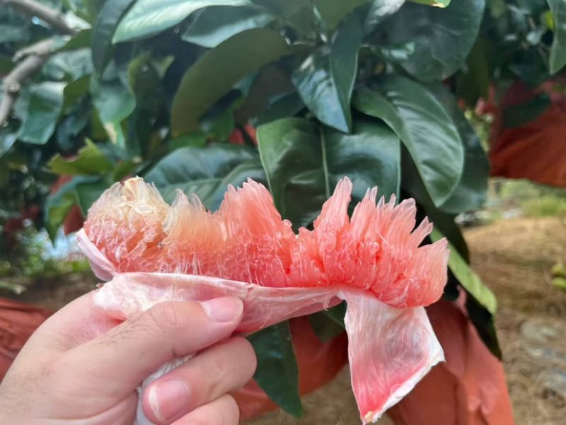 自产梅州三红蜜跟蜜柚