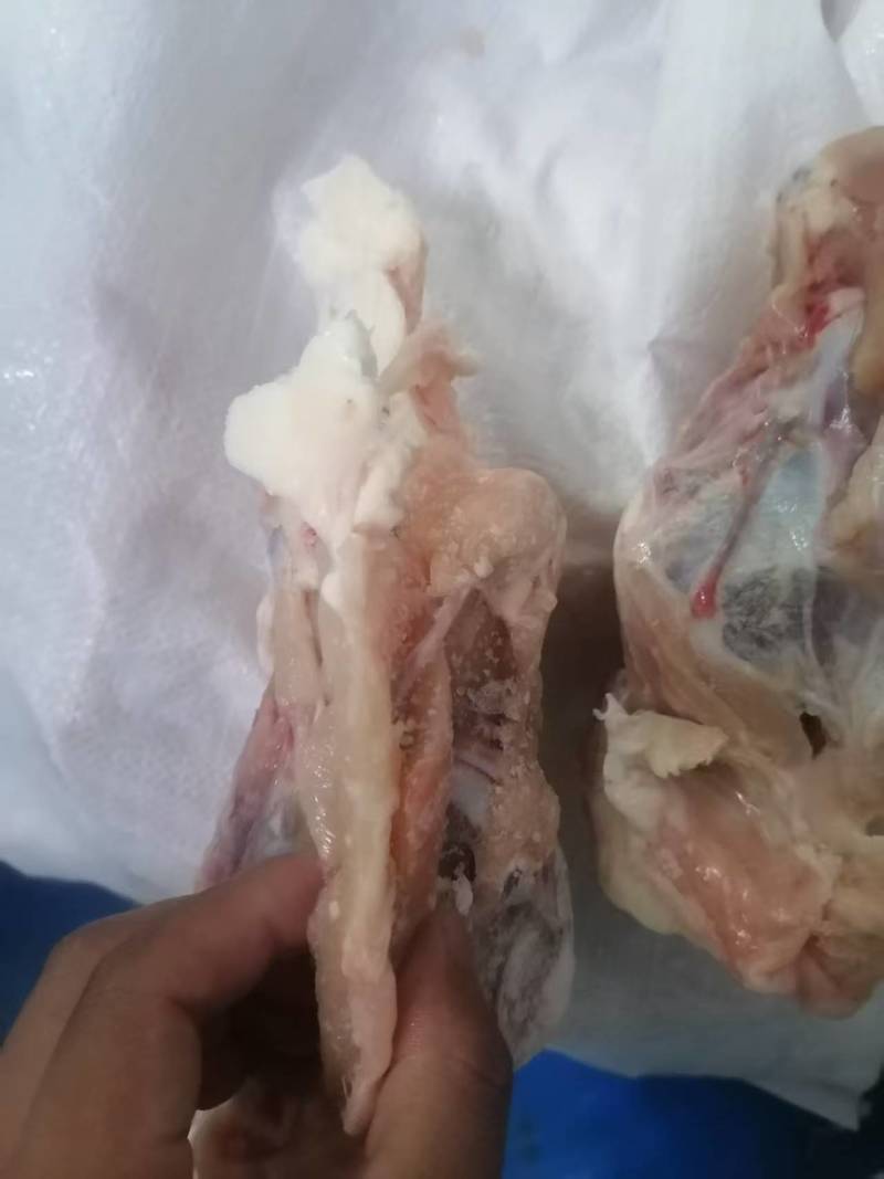 山东屠宰场，鸡全架，有货，去脖的