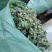 狸尾草特级货