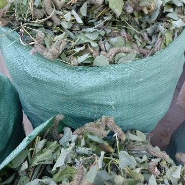 狸尾草特级货
