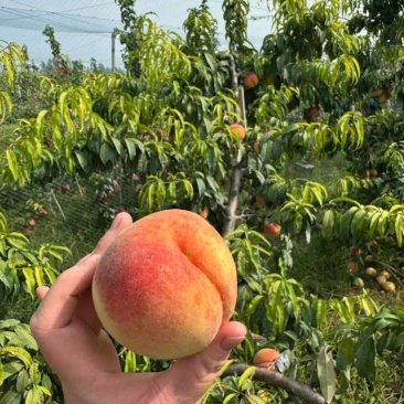 菏泽巨野水蜜桃