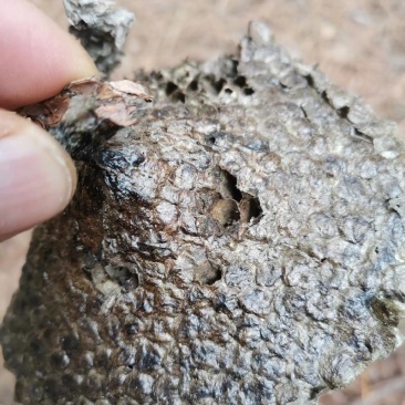 精品露蜂房软蜂房