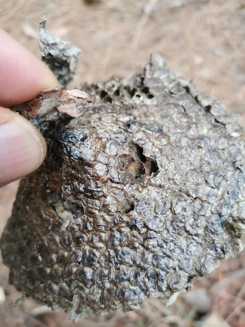 精品露蜂房软蜂房
