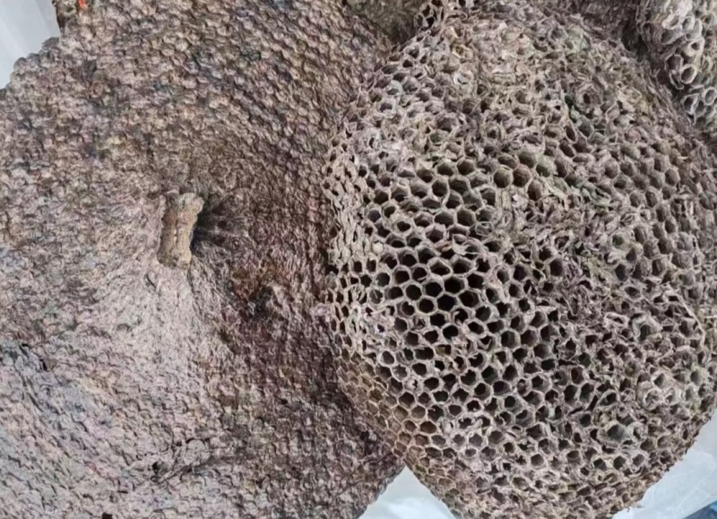 精品露蜂房软蜂房