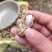 白鲨花生