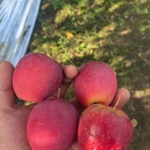 精品苹果高次苹果大量上市