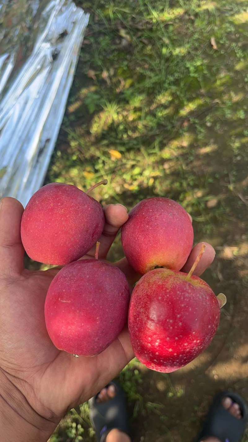 精品苹果高次苹果大量上市