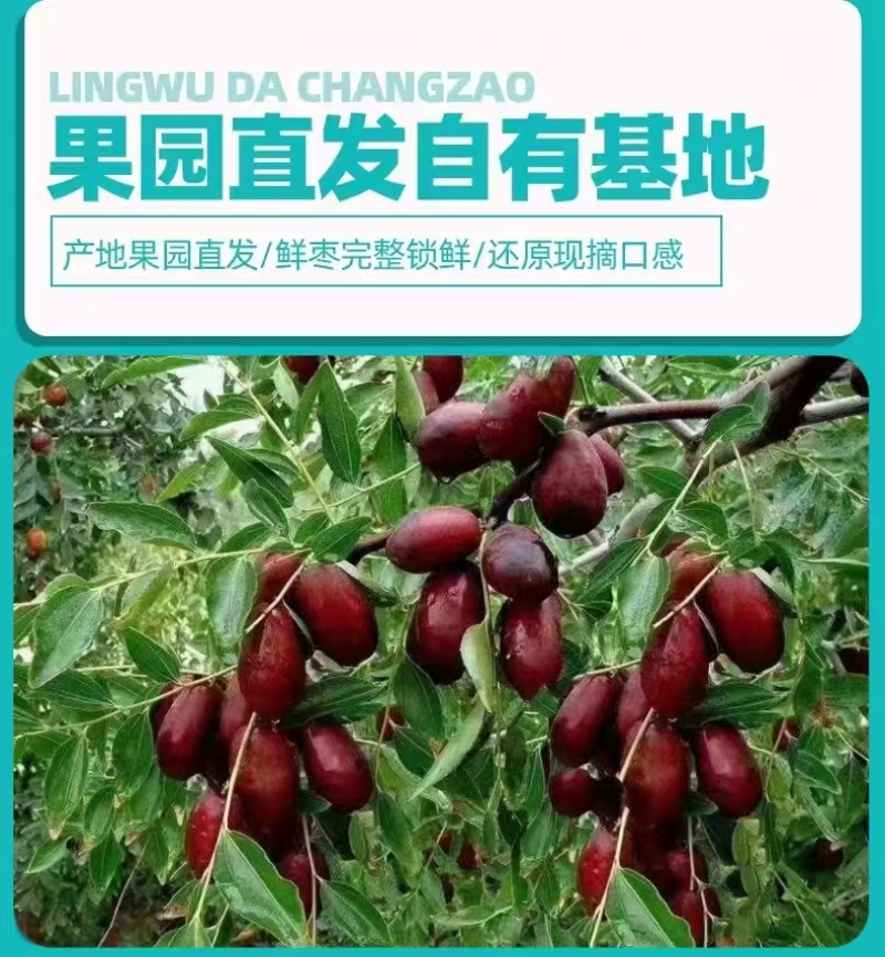 宁夏灵武长红枣