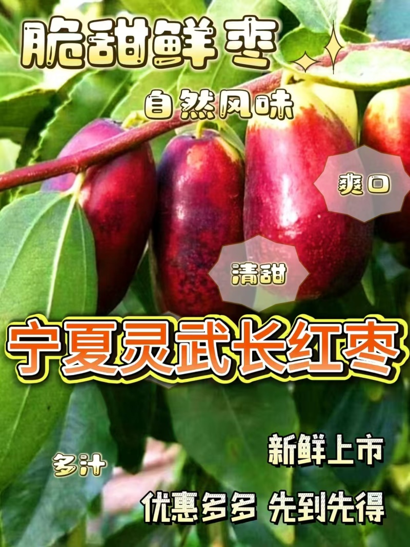 宁夏灵武长红枣