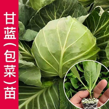 绿甘蓝秧苗
