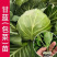 绿甘蓝秧苗