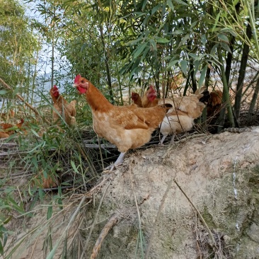 竹林散养鸡
