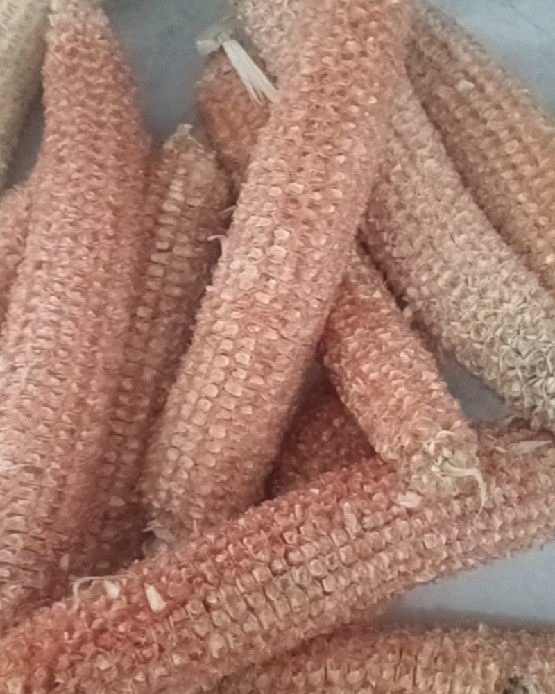 玉米芯