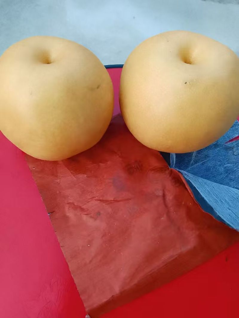 金秋梨