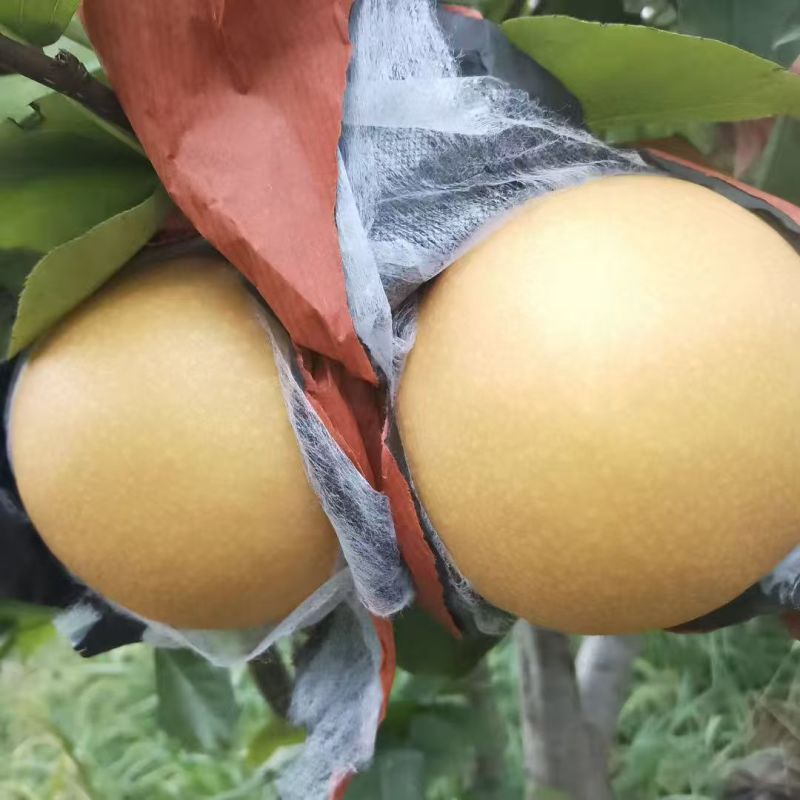 金秋梨
