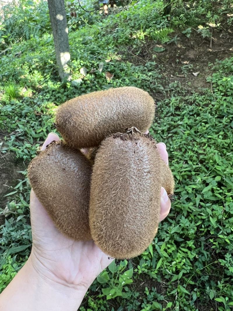 贵州修文绿芯猕猴桃+黄芯猕猴桃