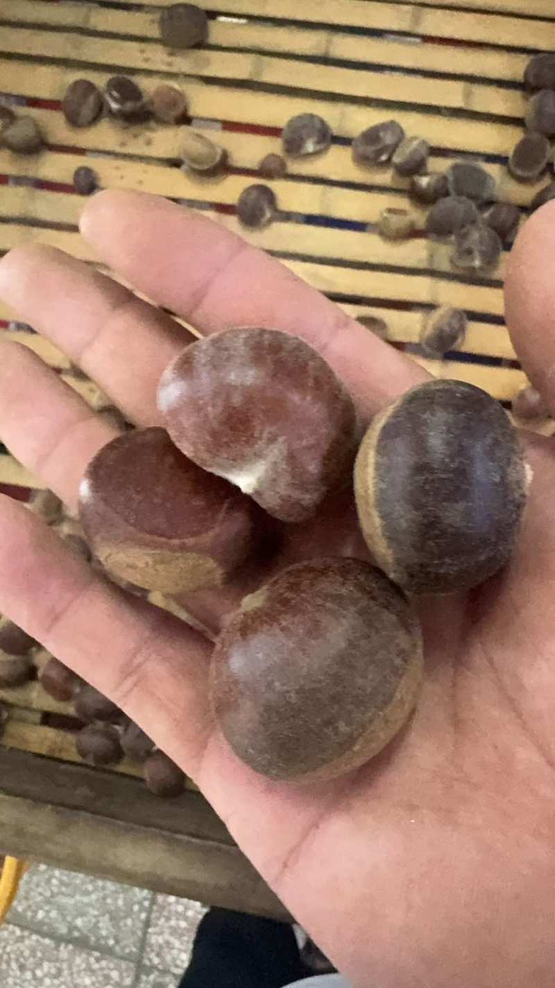 板栗电商好货，一件代发