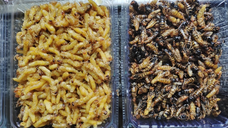油炸蜂蛹
