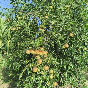 大荔冬枣