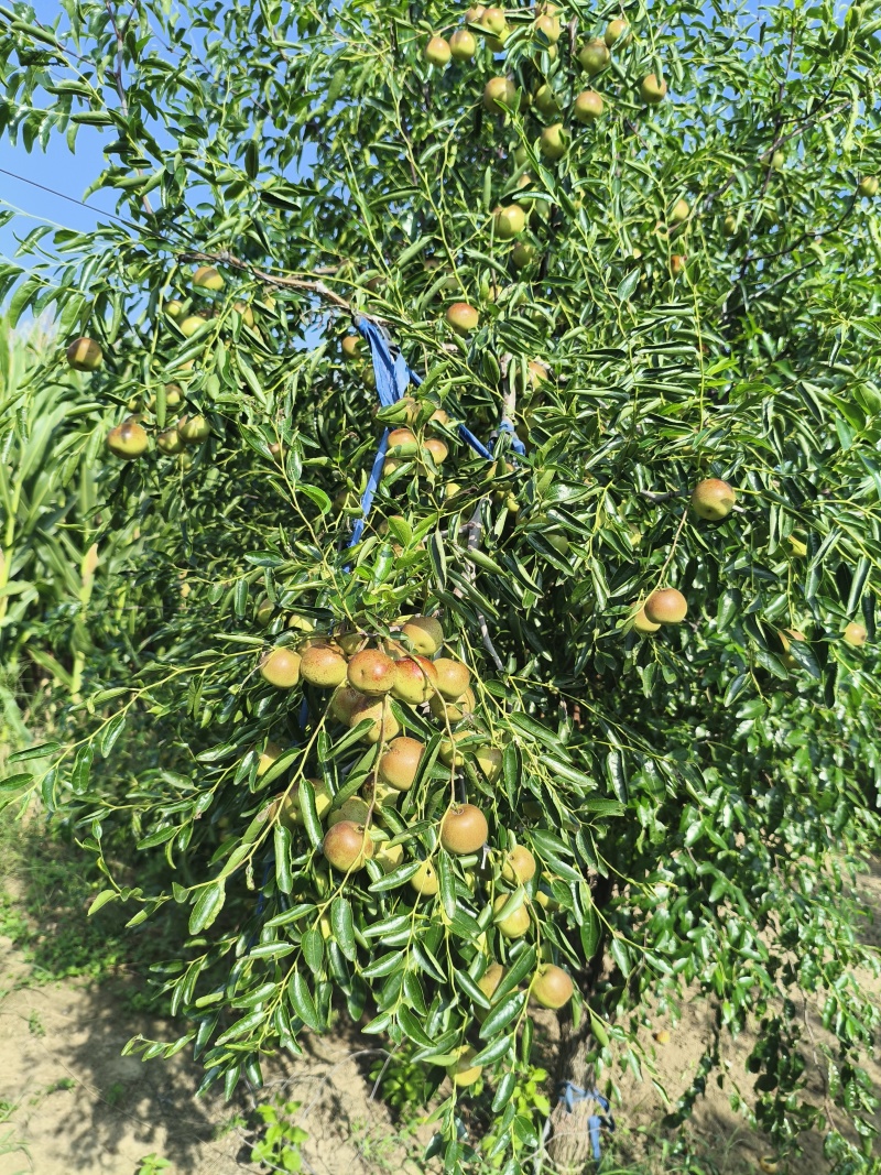 大荔冬枣