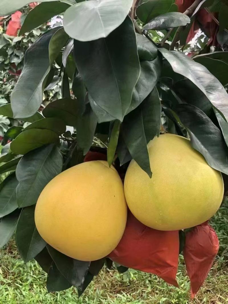 福建蜜柚