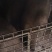 农家自养黑猪