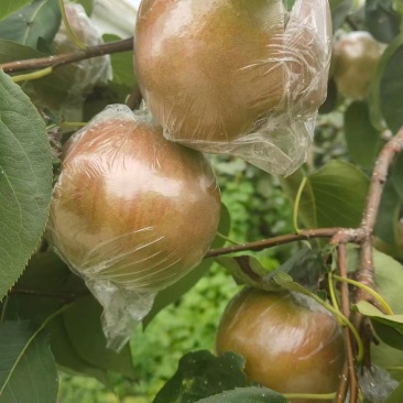 山西隰县玉露香梨