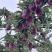 天水高山花牛，红富士