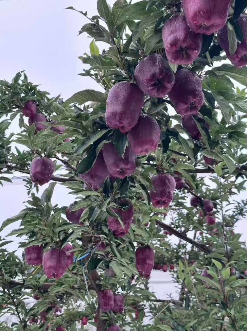 天水高山花牛，红富士